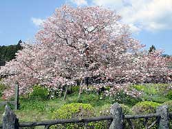 見事な桜の大木を撮影できました