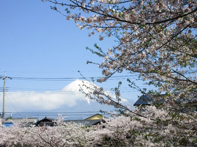 お花見
