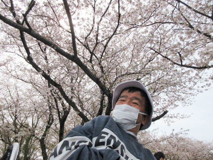 お花見