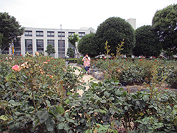 富士中央公園一面のバラの中でお散歩です