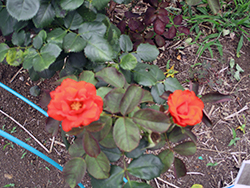 満開の花からは優雅な香り