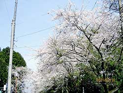 4月6日　桜の花見をしました