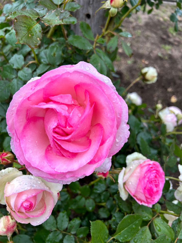 バラのお花見