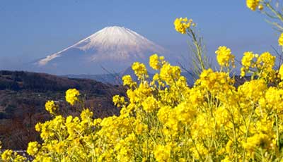 デイサービスセンター「菜の花の里」