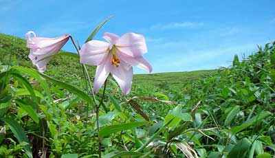 ササユリの花