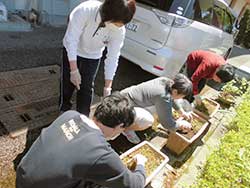 みんなで力を合わせて植えています。