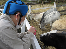 動物と触れ合ったりして