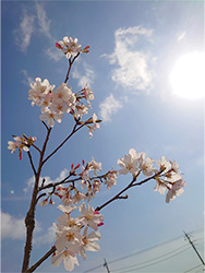 今年も小泉の桜が咲きました。　4月1日