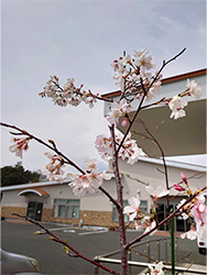 まだまだ小さな桜の木ですが元気に咲いています♪　4月1日
