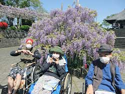 下之坊にお花見ドライブへ。藤の花がとても綺麗に咲いていて皆様大満足！！