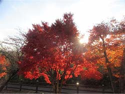 紅葉が丁度見ごろで皆さん大満足(^^)/