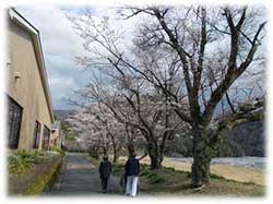 お散歩と桜