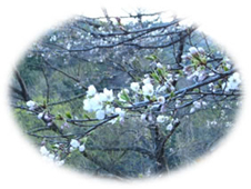 桜写真