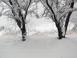 ちらつく雪