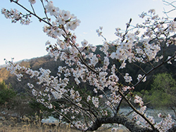 桜が咲き始めました