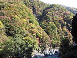 紅葉