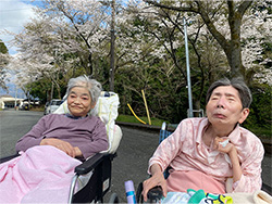 桜と藤のお花がとても綺麗でした♪