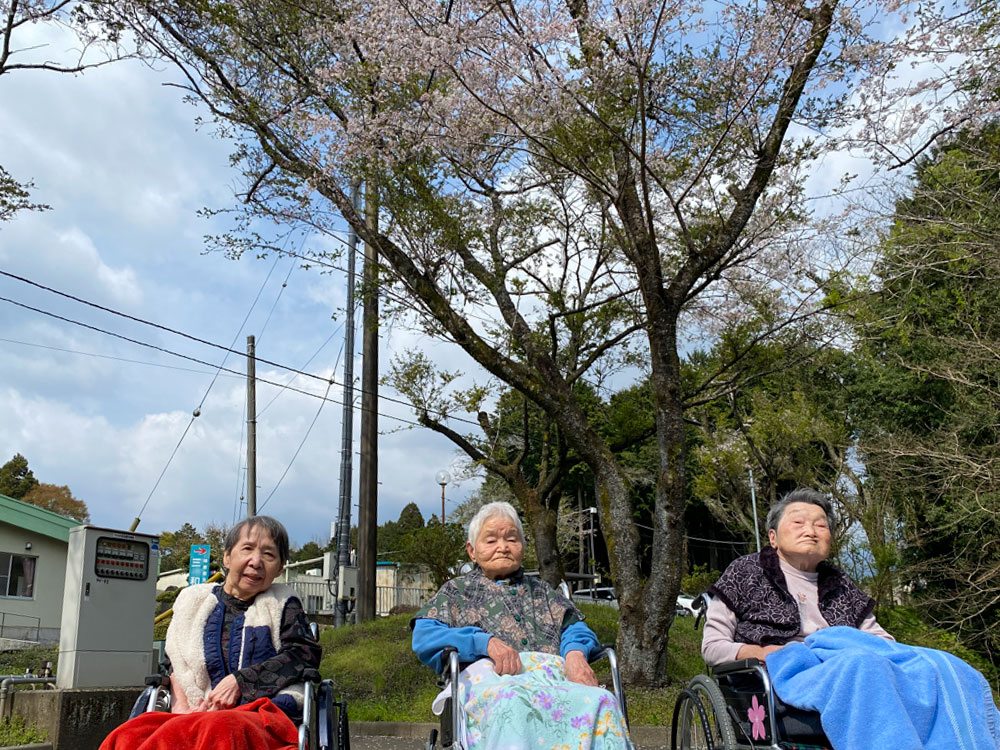 桜＆藤のお花見