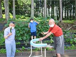 「猫の額」なみどりの里農園でキュウリ収穫！