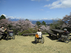３月下旬にお花見を計画して、当日の「はたご池」はお花見日和で桜も満開！