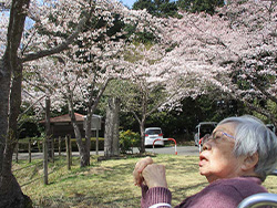 美しく咲く桜にうっとりです。