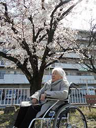 じっくりと桜を眺めています