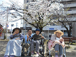 神社の桜です