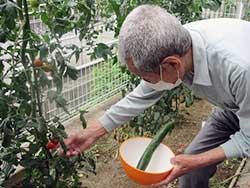 みんなで育てた野菜を収穫するのは楽しいですよね☆★