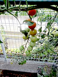 野菜を作ることで季節を感じることが出来るので、来年も育てていきたいです☆彡