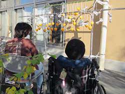 美味しい干し柿になるかな