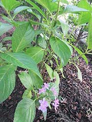 紫陽花が咲き始めました