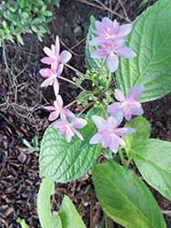 紫陽花が咲き始めました