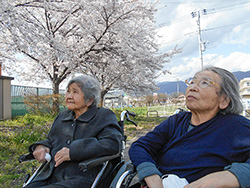 満開の桜をずっと眺めていました