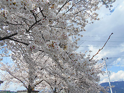 満開の桜をずっと眺めていました
